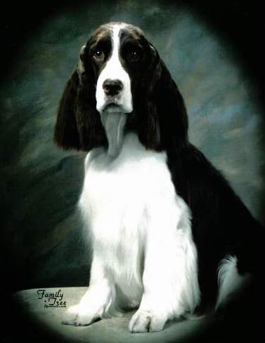 English Springer Spaniel image:  Ch Barcath Zoot Suit Riot 'Zoot'