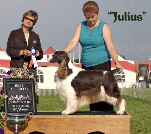 English Springer Spaniel image: Am/Can Ch Beswin's Commemoration'