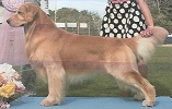 Golden Retriever image: Can GH Am Ch Fyreglo’s Don’t Change A Thing SDHF CCA CGN RBIS BOSS