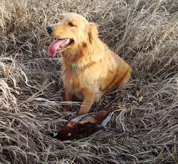 Photo of Golden Retriever 'Cash' hunting pheasant.