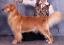 Golden Retriever image:  BIS Can & Am Ch Eirene's Soul And Inspiration Am/Can OD SDHF
