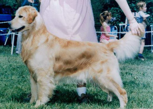 Golden Retriever image:  Ch Faera's Puppy Kidd OD