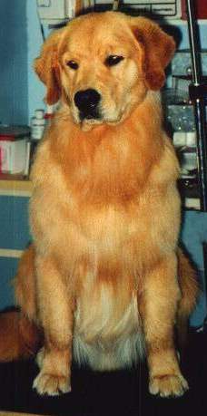 Golden Retriever image:  Ch Tasmara The Man With A Horn 'Jag'