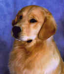 Golden Retriever image:  Mygolden's Two Timing