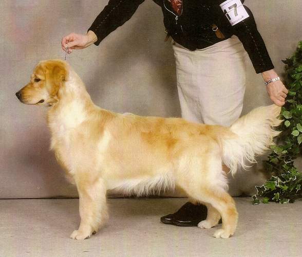 Golden Retriever image: Tasmara Eggspicit Design 'Phanoeuf'