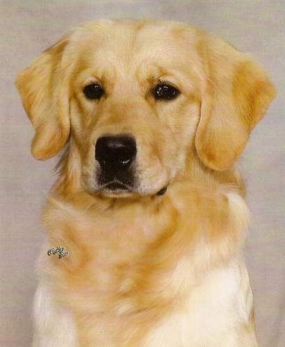 Golden Retriever image: Tasmara Eggsplicit Design 'Phanouef'
