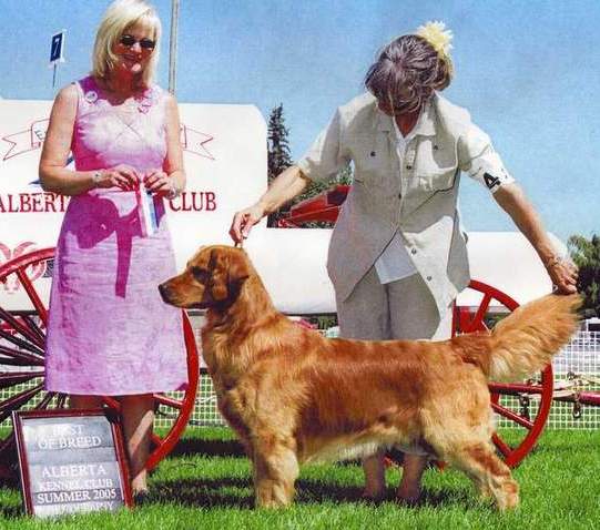 Golden Retriever image:  Can Ch Tasmara One Furr The Money