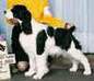 English Springer Spaniel image:  Ch Jester's Whiter Shade of Pale