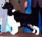 English Springer Spaniel image:  A/C Ch Karmaid's Ms Bee Haven