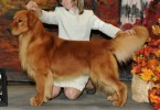Golden Retriever image: Am Ch Osprey's Design By Woodwing 'Sully'
