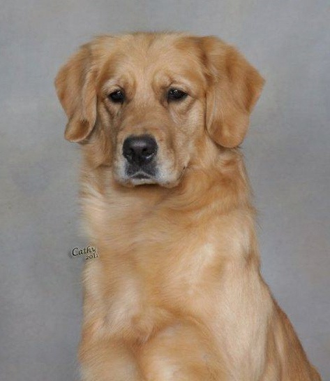 Golden Retriever image: Tasmara Eggspicit Design 'Phanoeuf'