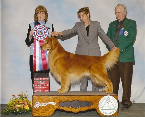 Golden Retriever image: MBIS MBISS GCH Rush Hill’s Run’n Amuck At Abelard
                OA, OAJ, AXP, AJP, NFP, WC, VCX, SDHF, OS Best In Show photo