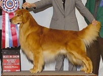 Golden Retriever image: BIS/BISS Am GCh Rush Hill Run'n Amok at Abelard OA OAJ AXP AJP NFP WC VCX SDHF OS