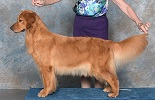 Golden Retriever image: Can Ch Tasmara Let's Twist And Shout