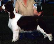 English Springer Spaniel image:  Ch Regency's Cause For Applause