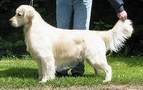 Golden Retriever image: Can Ch Doman's Time Is Right