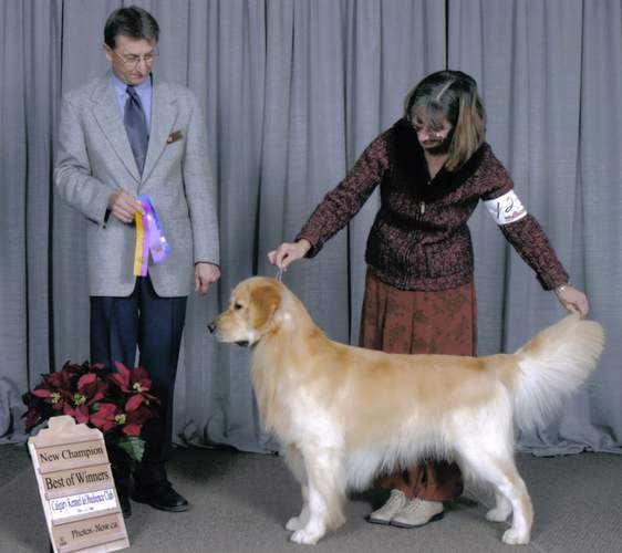Golden Retriever image: Can Ch Tasmara Irish Rover