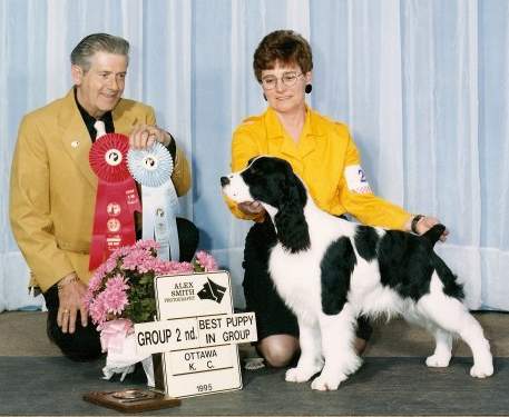English Springer Spaniel photo:  Moody Blue