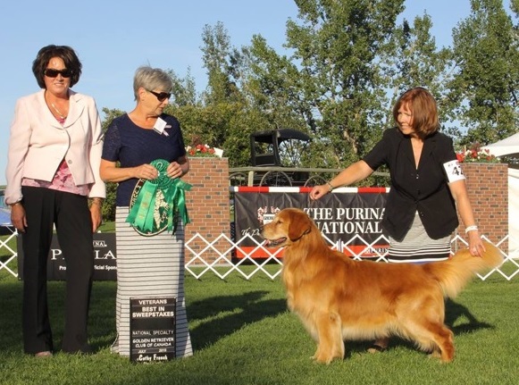 Golden Retriever image: Can Ch Justmoor Quincy's Hole In One