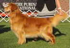 Golden Retriever image: Can Ch Justmoor Quincy's Hole In One