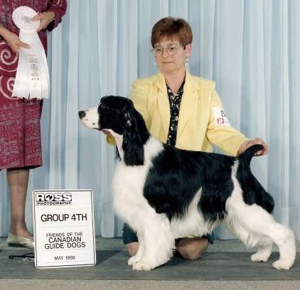 English Springer Spaniel image:  Ch Karmadi's Nights In White Satin