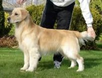 Golden Retriever image:  Tashora Beam Me Up 'Scotty'