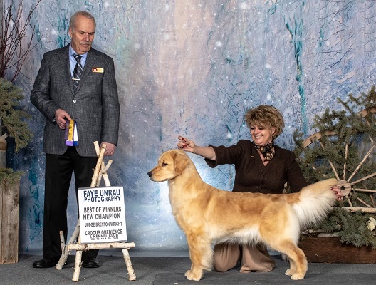 Golden Retriever image: Can Ch Tasmara I Have A Secret 