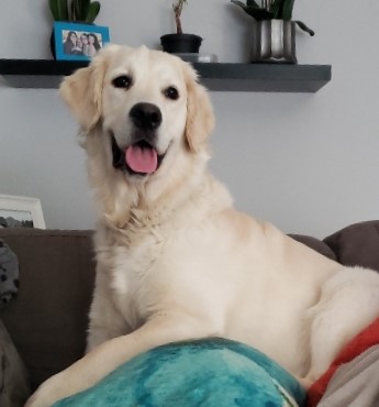 Golden Retriever image: Tasmara Shiny And Bright