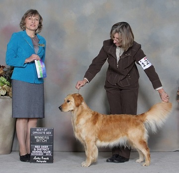Golden Retriever image: Ch Tasmara Site C'ing