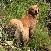 Golden Retriever image: Tasmara Tiddlywinks